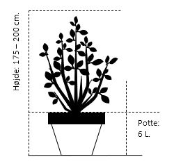 Sommerfuglebusk Buzz 'Ivory'