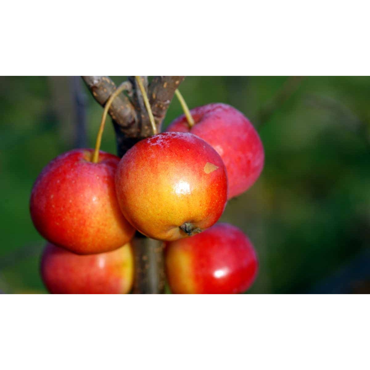 Paradisæble &apos;Hyslop&apos;