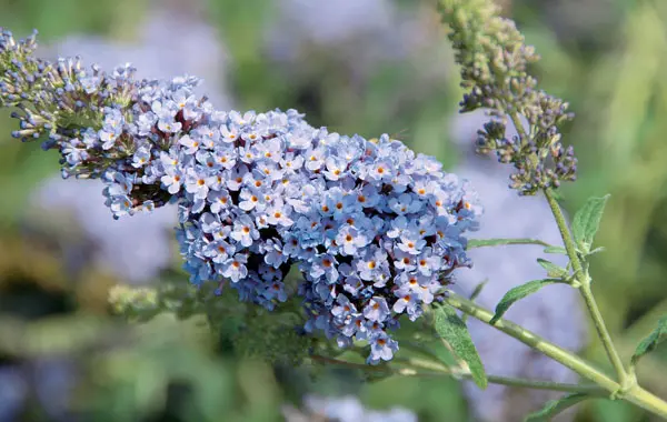 Sommerfuglebusk Buzz &apos;Sky Blue&apos;