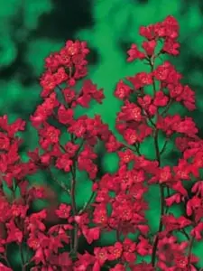 Heuchera sanguineum Leuchtkäfer, Alunrod, Populærnavn:&amp;#160; Alunrod Placering:&amp;#160; Sol til halvskygge - i næringsrig jord. Blomstring:&amp;#160; Juni-juli Farve:&amp;#160; mørk rød Højde:&amp;#160; 60 cm Anvendelse:&amp;#160; Stort set alle ste