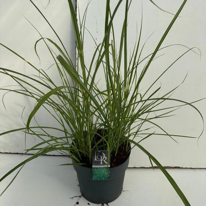 Zebragræs 'Strictus' - Potte 10 liter