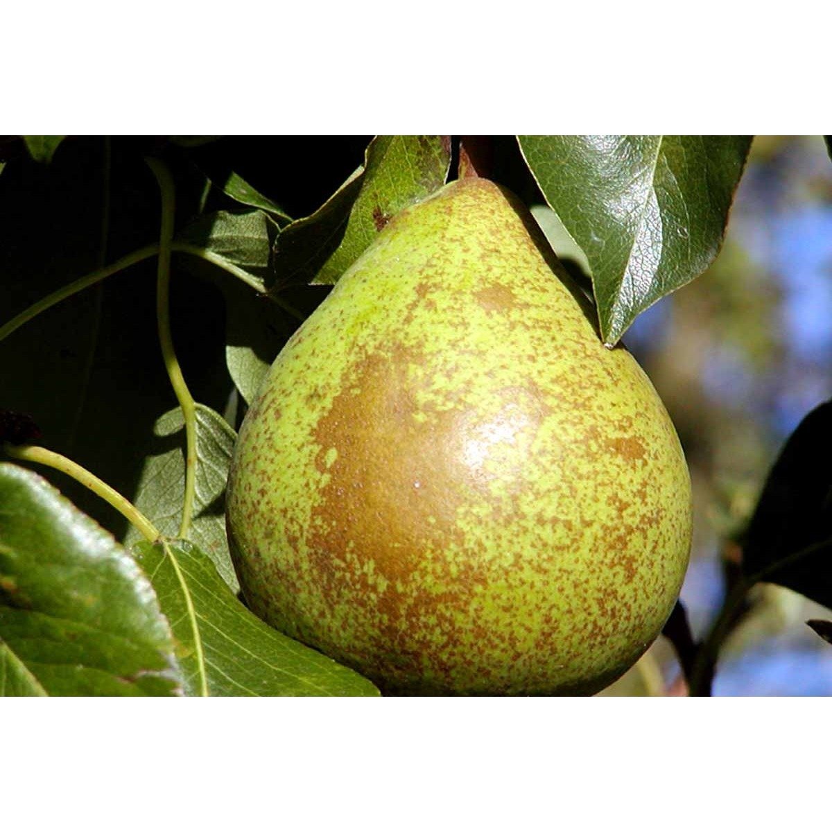 Pære &#39;Herrepære&#39; - Havefrugttræ - A-kvalitet  4-8 grene. 120-160 cm. Potte, (Kvæde A)