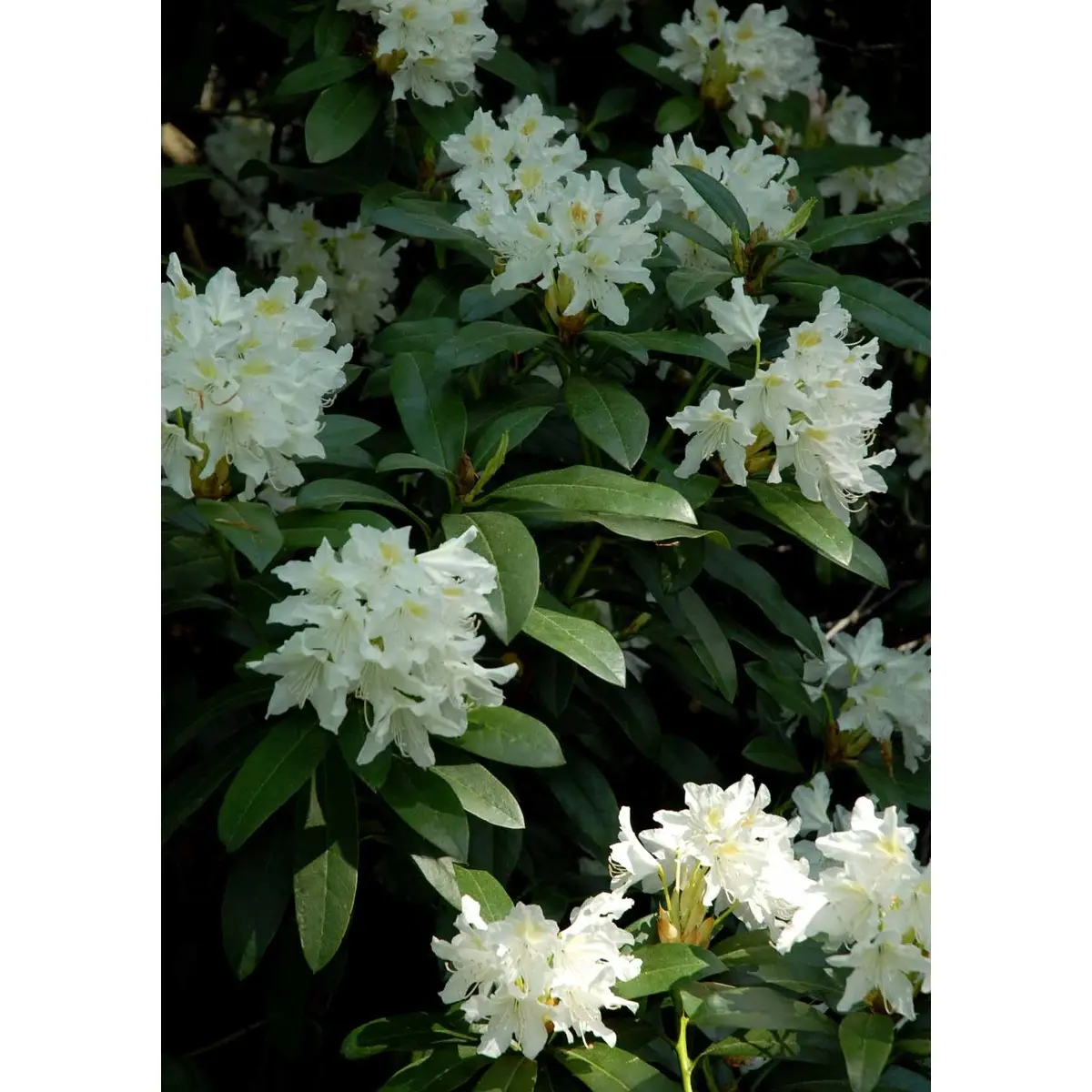 &apos;Cunningham&apos;s White&apos;