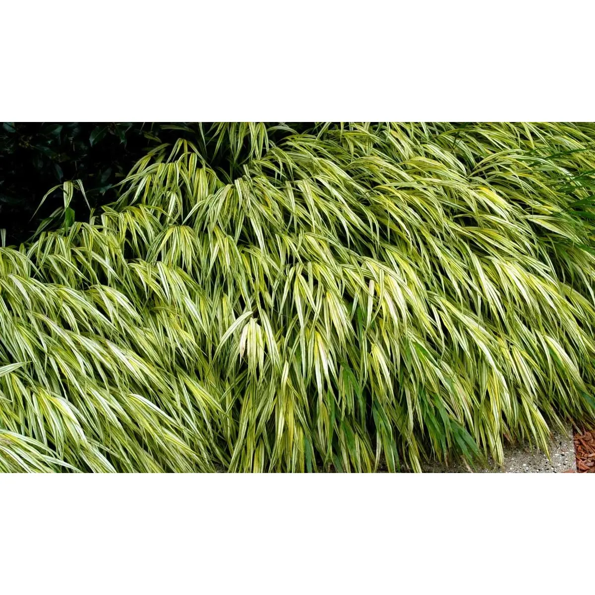 Japansk skovgræs &apos;Aureola&apos;