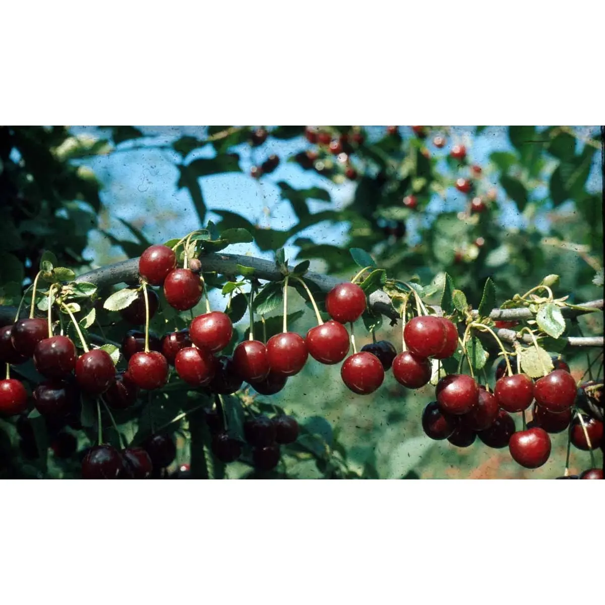 Sur kirsebær &#39;Kelleriis&#39; - Havefrugttræ Potte 7,5 liter 150-175 cm