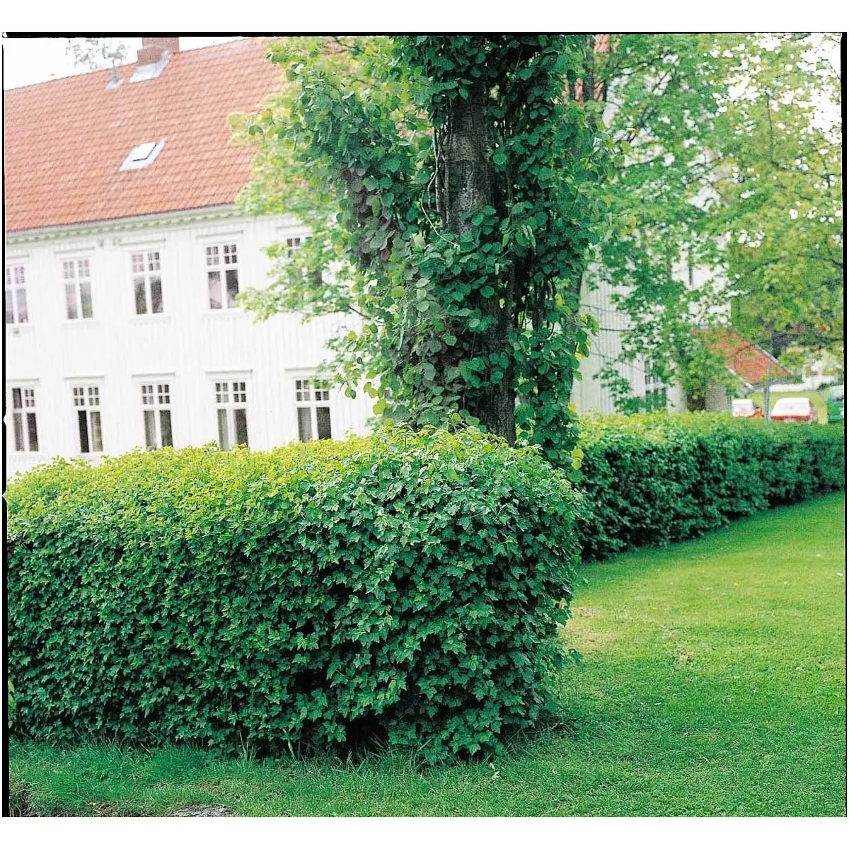 Fjeldribs &apos;Schmidt&apos;