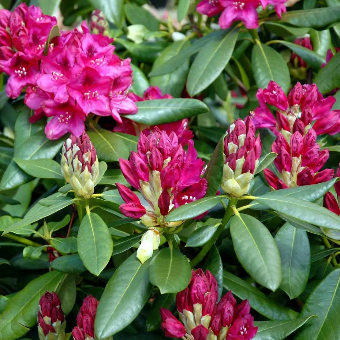 Rhododendron Nova Zembla