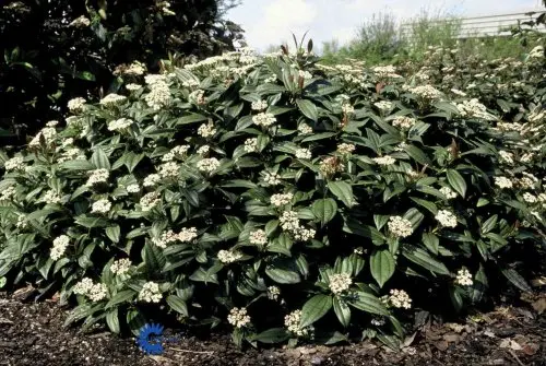Viburnum davidii, Dværgkalkved, Lav tæt stedsegrøn busk. Ca 0,5 m høj, 1 m bred Lyserøde blomster i skærme, blå frugt Juni Sol - skygge Næringsrig veldrænet jord, på beskyttet sted Velegnet som solitær og i grupper. Bladene bør beskyttes mod den skarpe fo