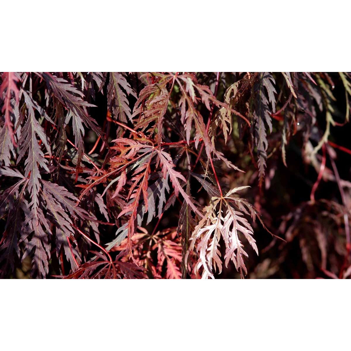 Japansk Dværgahorn &apos;Garnet&apos;