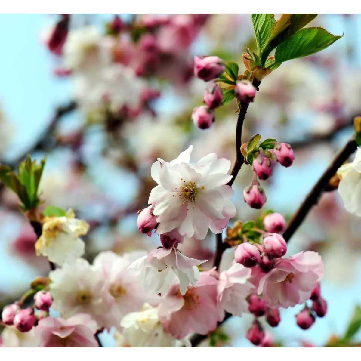 Prydkirsebær &apos;Accolade&apos;