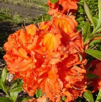 Azalea &apos;Gibraltar&apos;