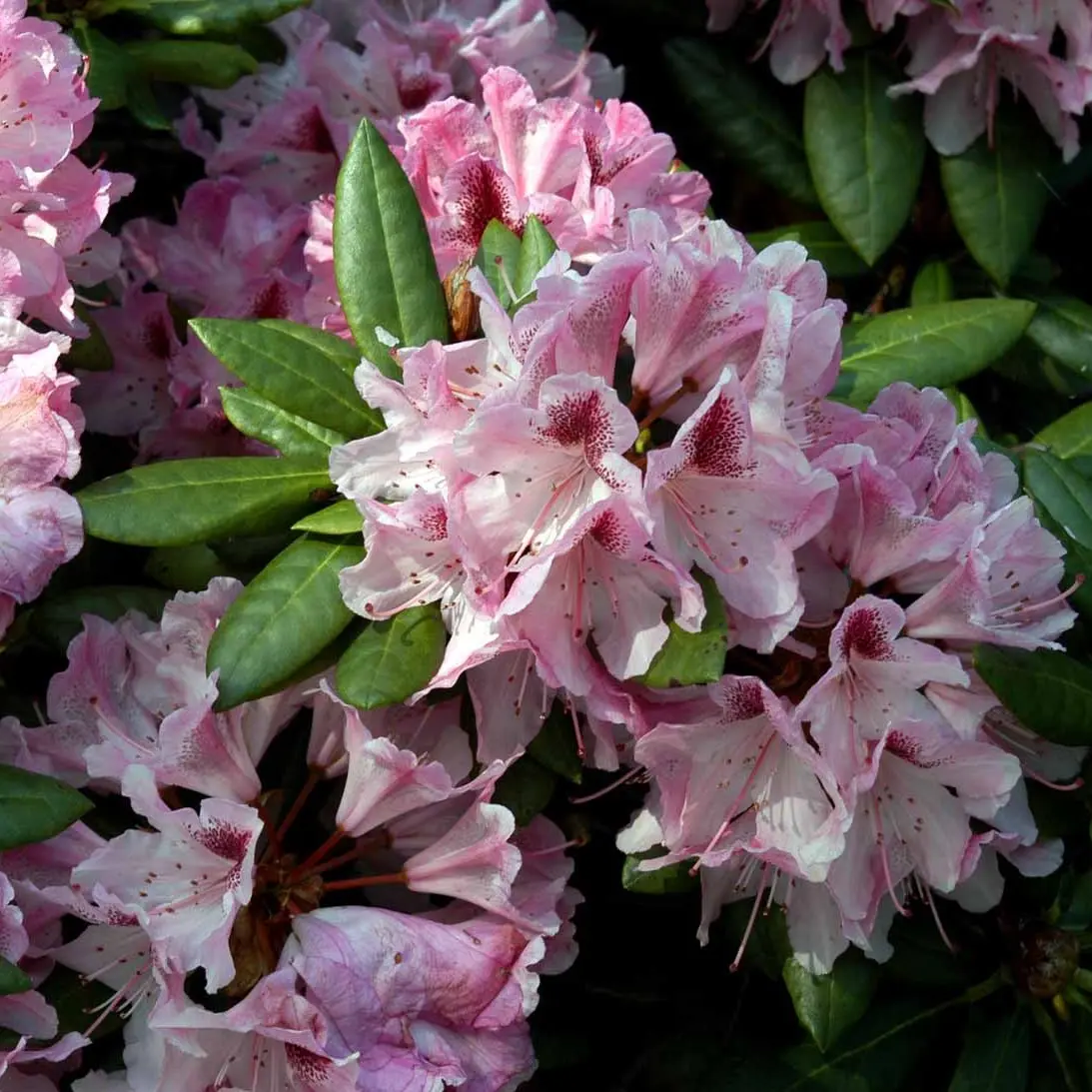 Rhododendron Cosmopolitan