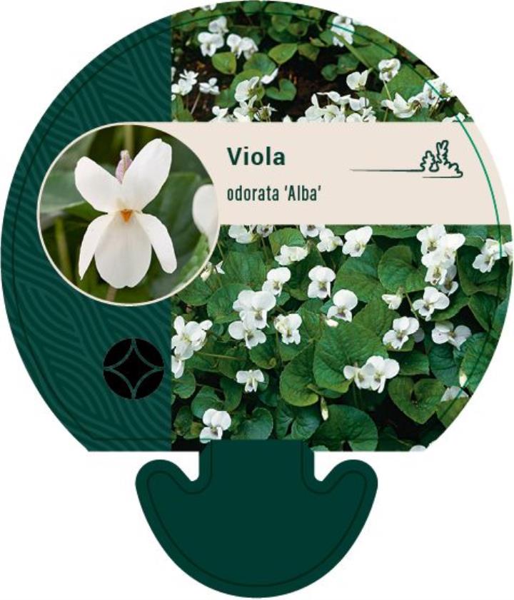 Martsviol - Potte 0,8 Liter