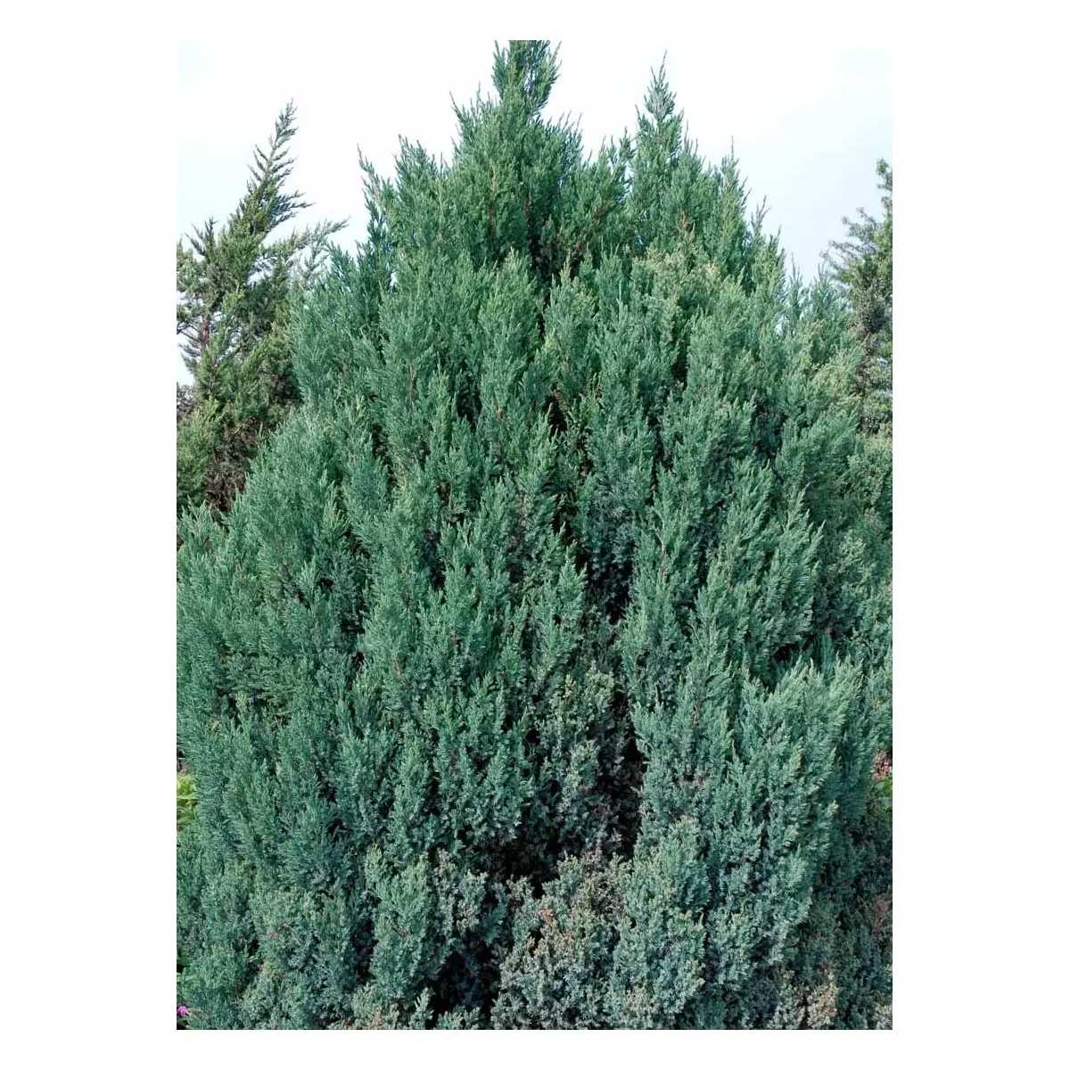 Kinesisk Enebær &apos;Stricta&apos;