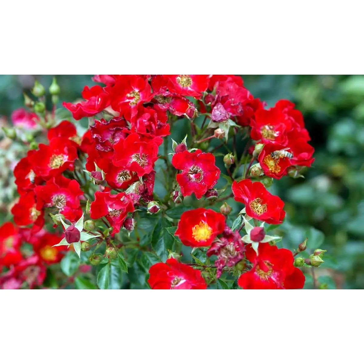 &apos;Bassino&apos;®