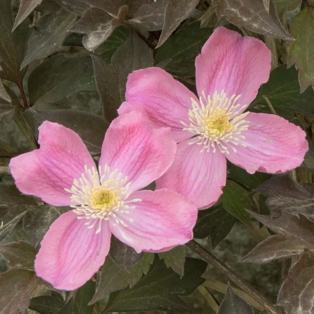 Klematis montana tetrarose