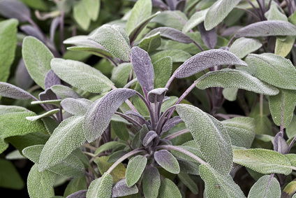 Salvie 'Purpurascens' (Rødbladet) - Potte 1 liter
