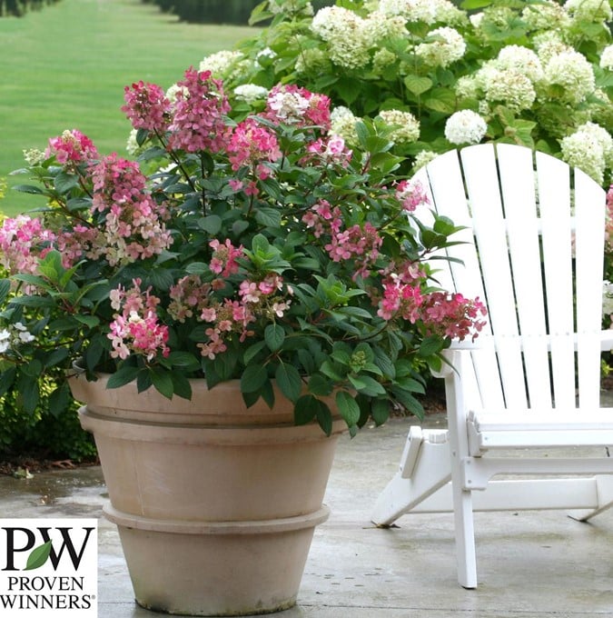 Kompakt Syrén-Hortensia &apos;Little Quick Fire&apos;