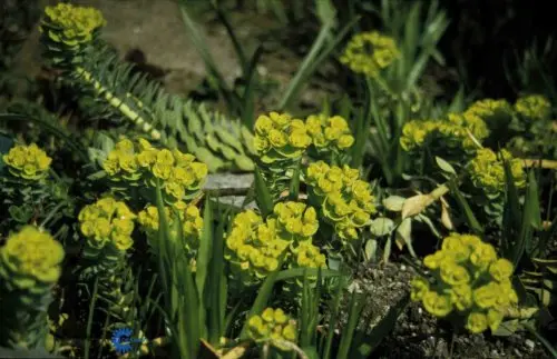 Euphorbia myrsintis, Vortemælk, Højde: 20 - 25 cm Farve: gul skærme over de blågrå blade og liggende stængler Blomstringsmåned: maj - juni Lyskrav: sol Solitært og i grupper i fx stenbede, krukker og staudebed 6/m2