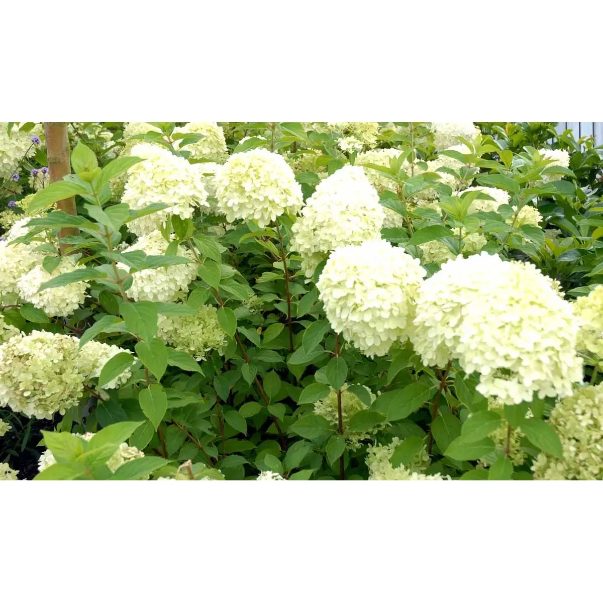 Kompakt Syrén-Hortensia  &apos;Little Lime&apos;