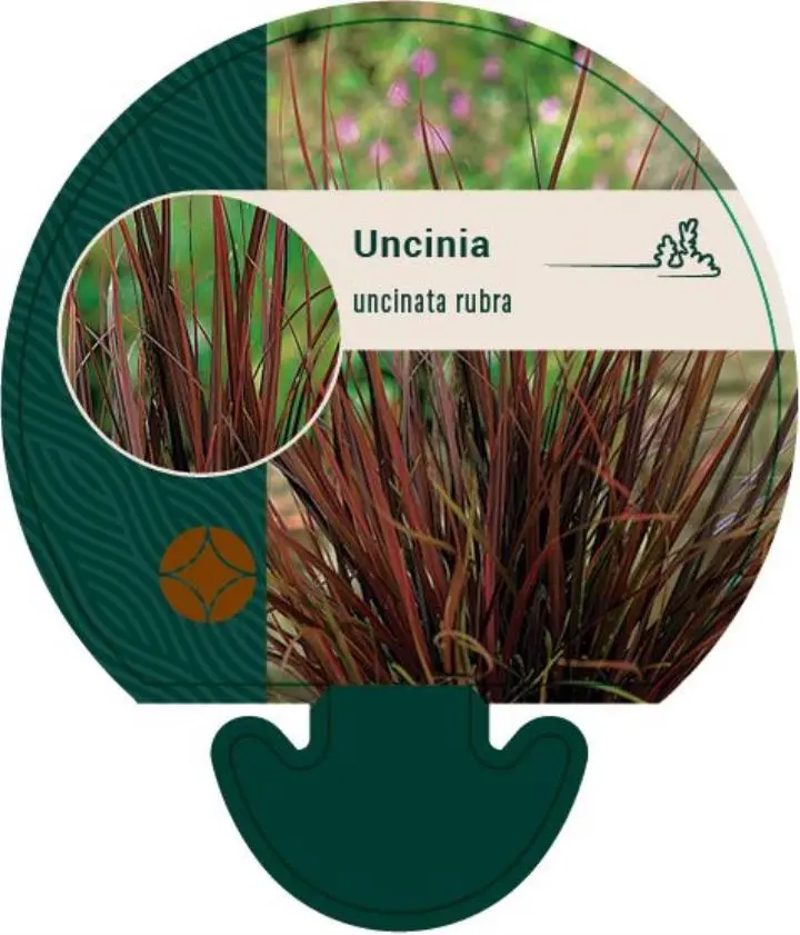 Uncinia-rødligt løv - Potte 0,8 Liter