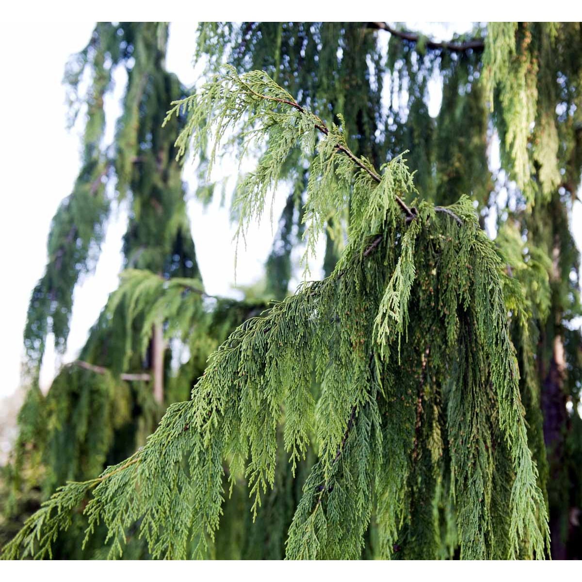 Hængende Nutkacypres &apos;Pendula&apos;