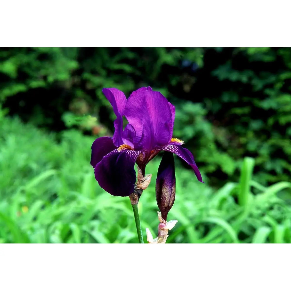 Haveiris 'Imperator' - Potte 1 liter