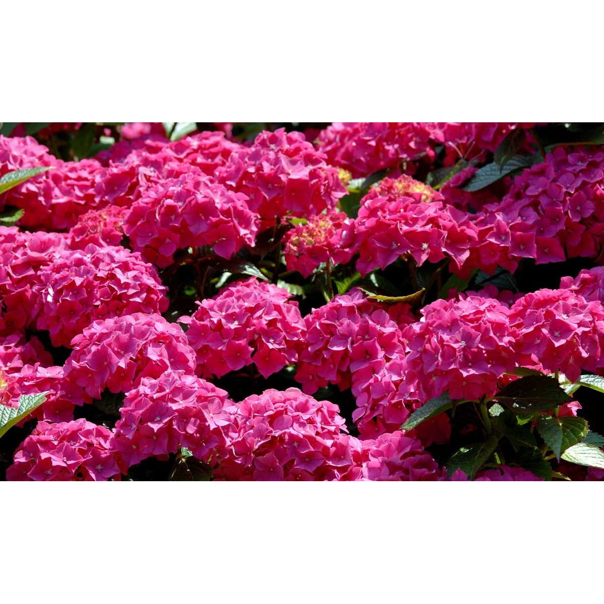 Hydrangea Macrophylla &apos;Forever Pink&apos;