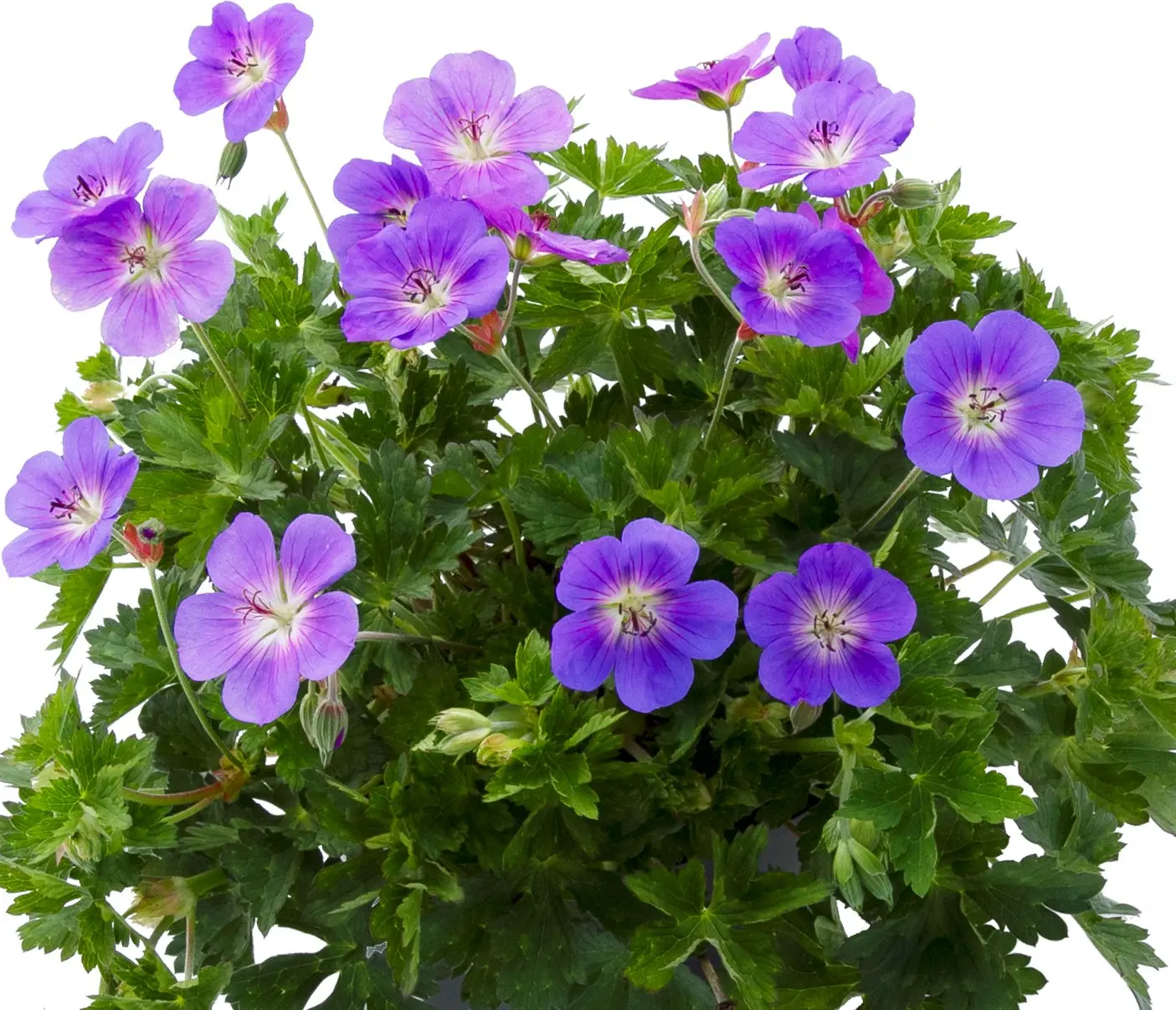 Storkenæb 'Bloom Me Away' - Potte 1 liter