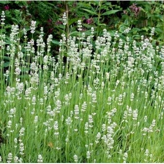 Lavendel 'Edelweiss' - 10 cm. Potte