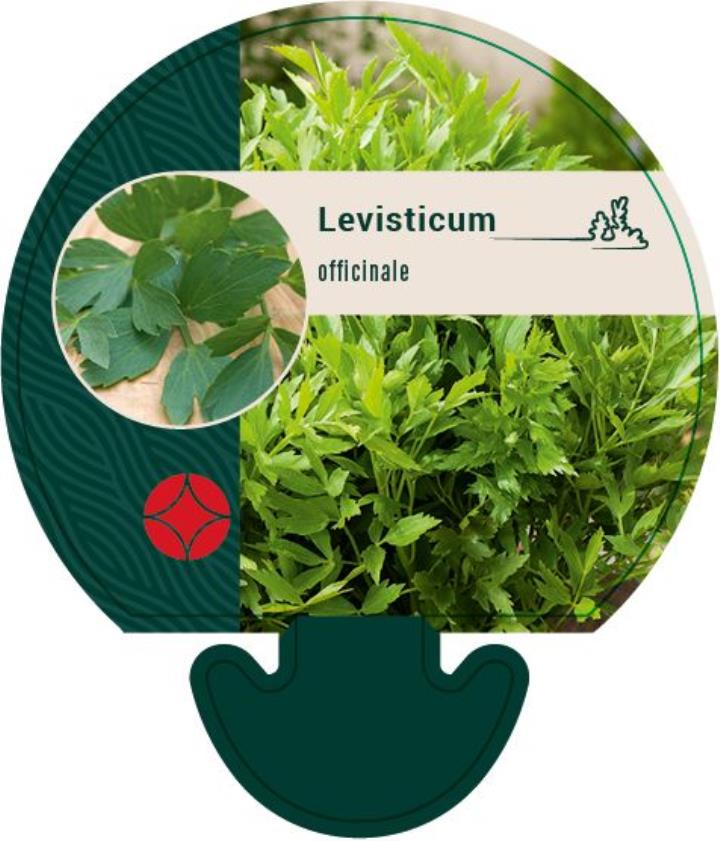 Løvstikke - Potte 0,8 Liter