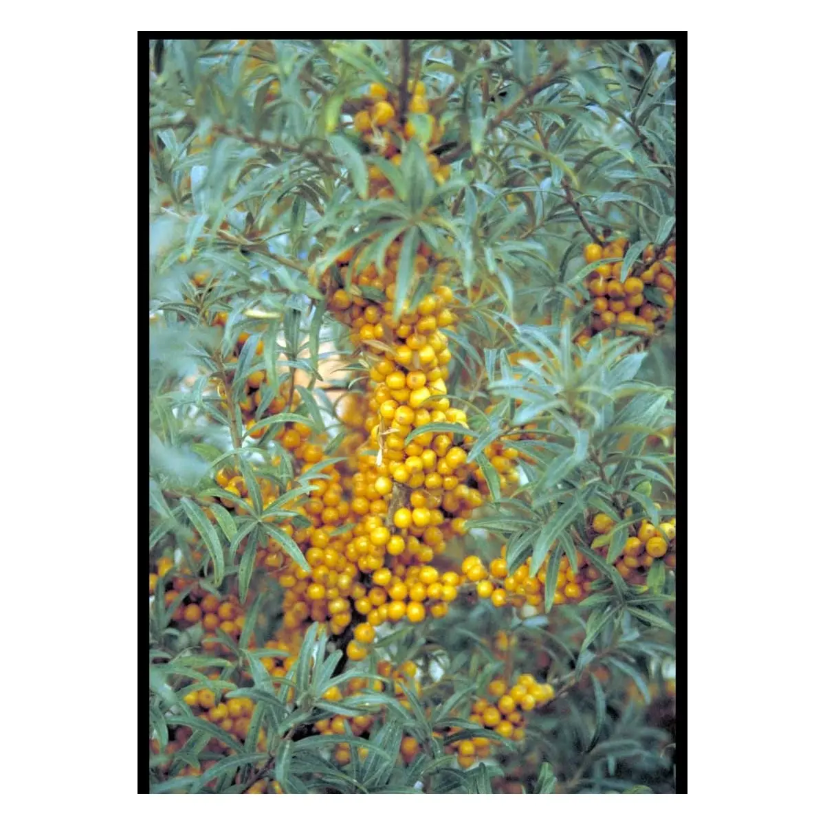 Havtorn (ej kønssorterede)