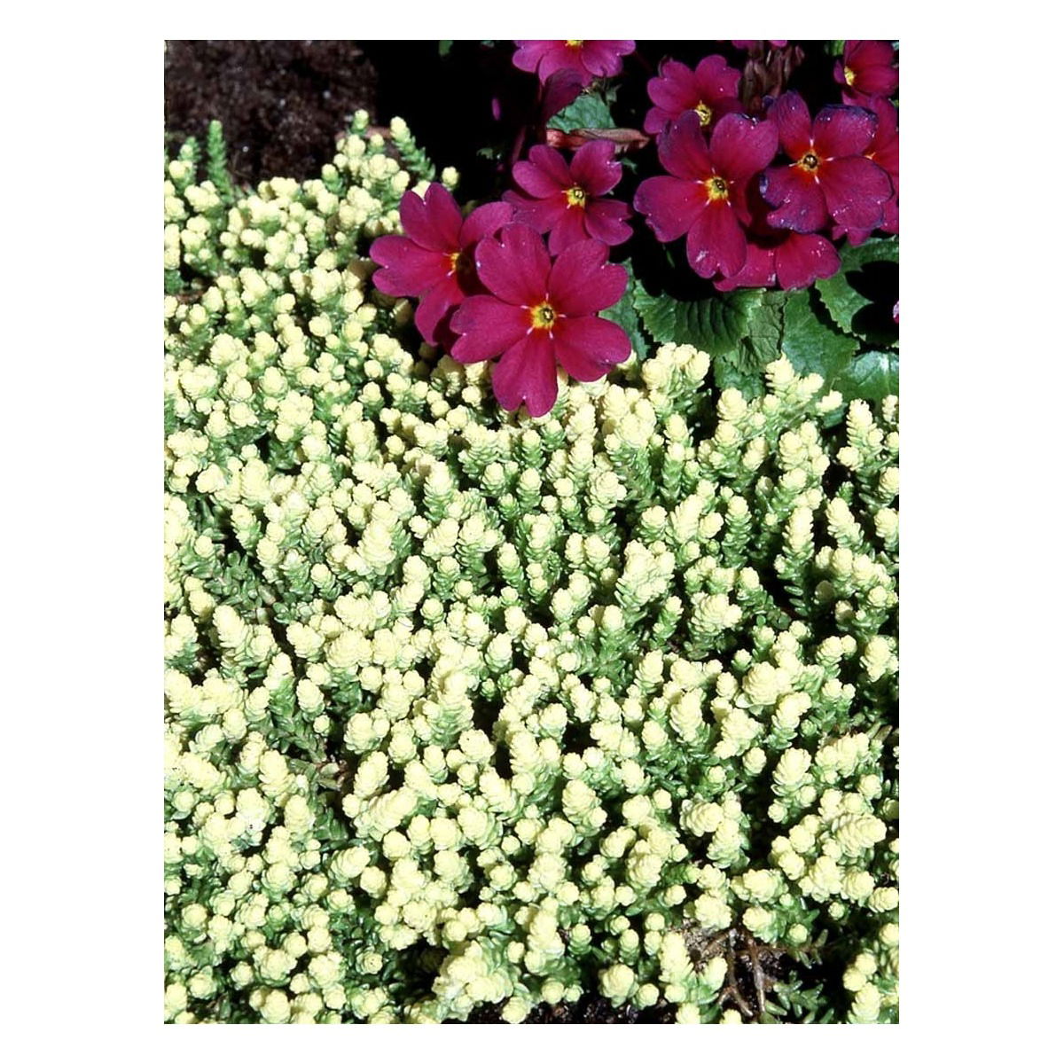 Bidende Stenurt &apos;Elegans&apos;