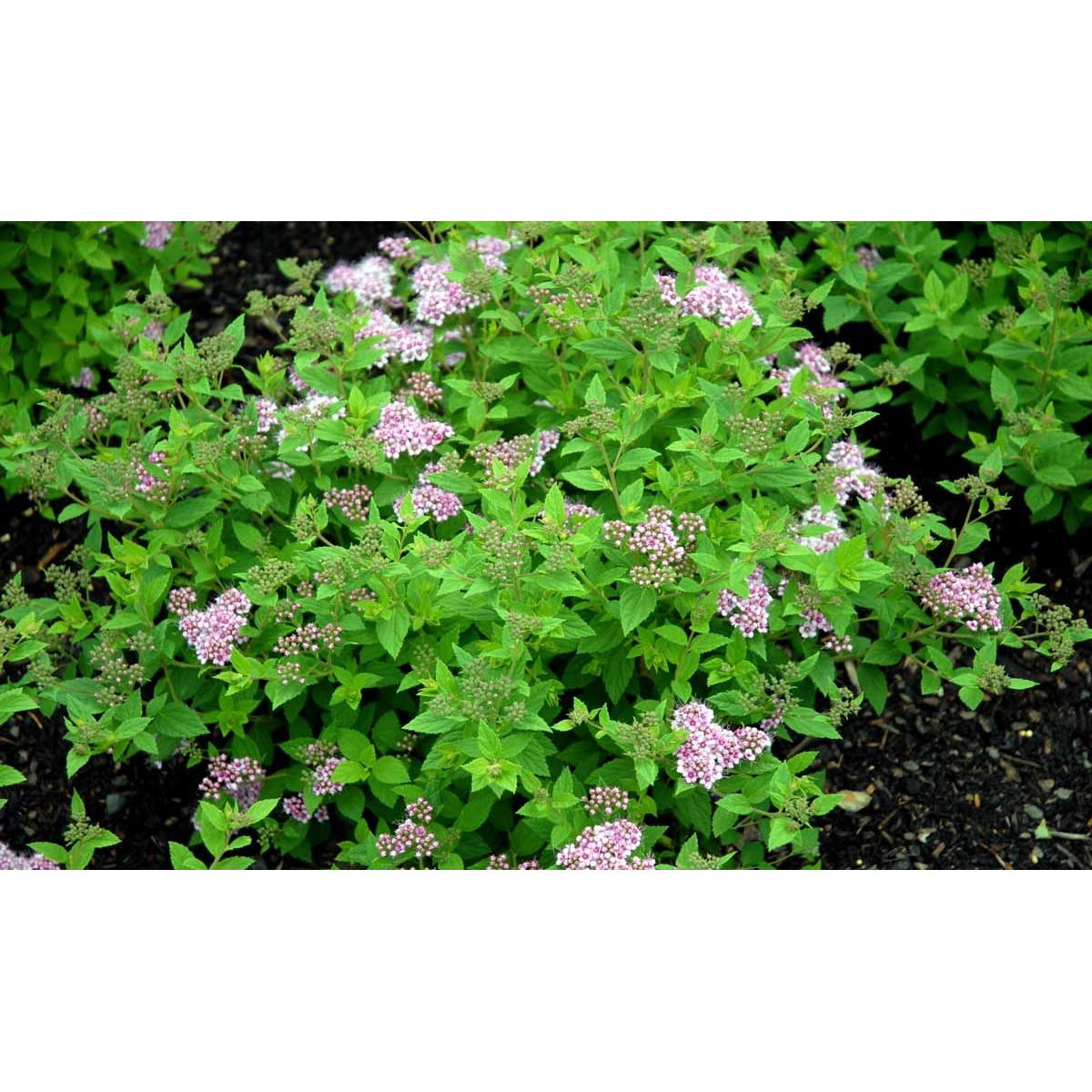 Spiræa &apos;Little Princess&apos;