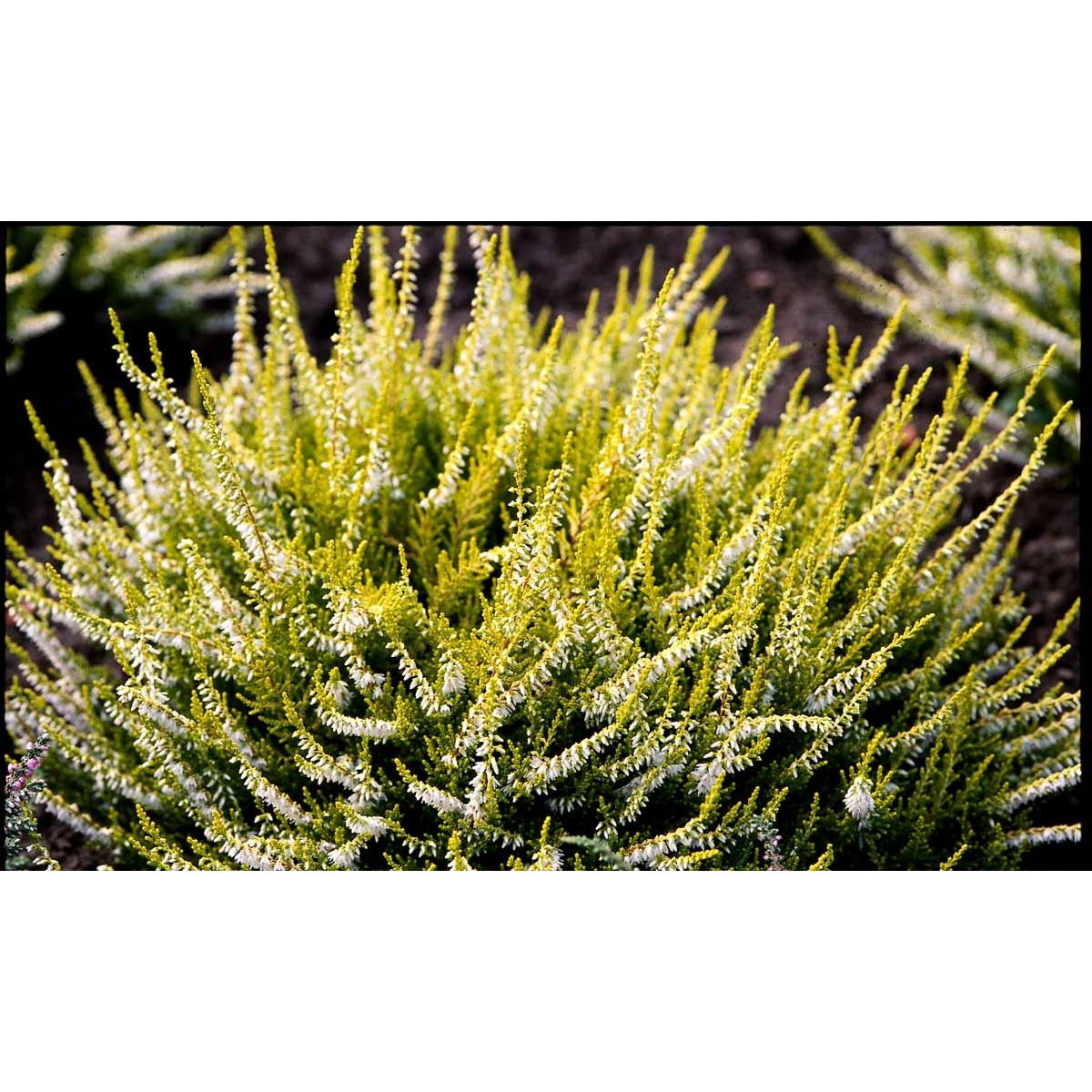 Efterårslyng &apos;Gold Haze&apos;