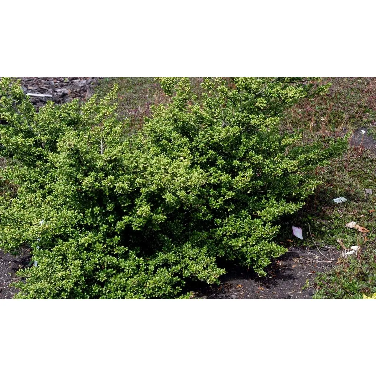 Dværgkristtorn 'Convexa'