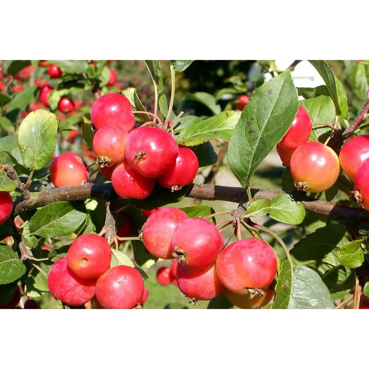 Paradisæble &apos;Red Sentinel&apos;