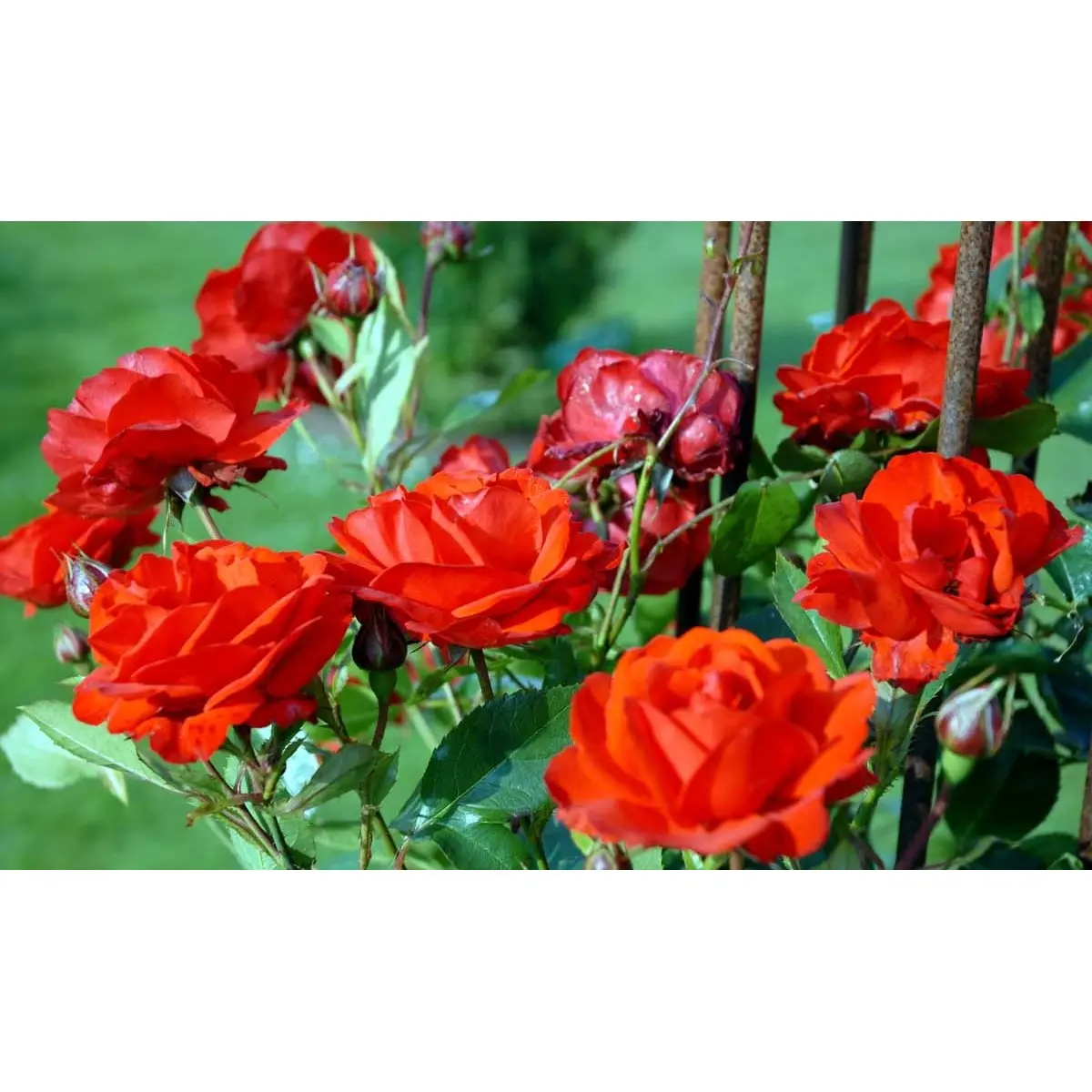 'Brilliant Cover'Â® - A-Kvalitet,- barrods roser min. 3 grene