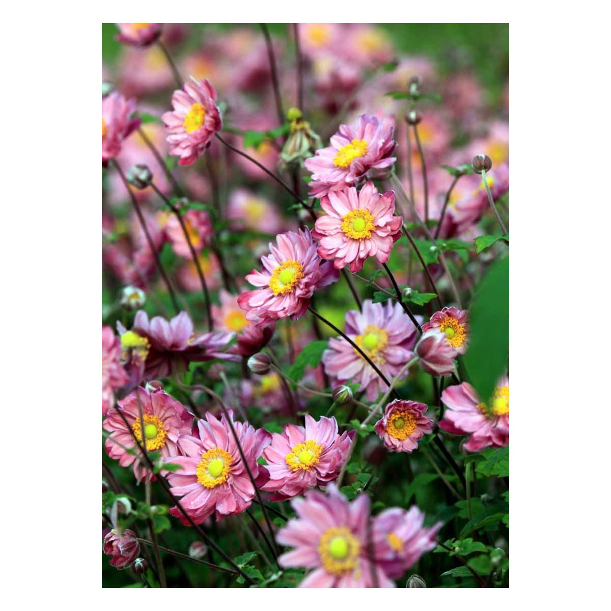 Høstanemone &apos;Pamina&apos;