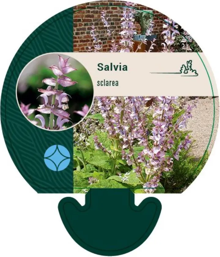 Tyrkisk Salvie - Potte 0,8 Liter