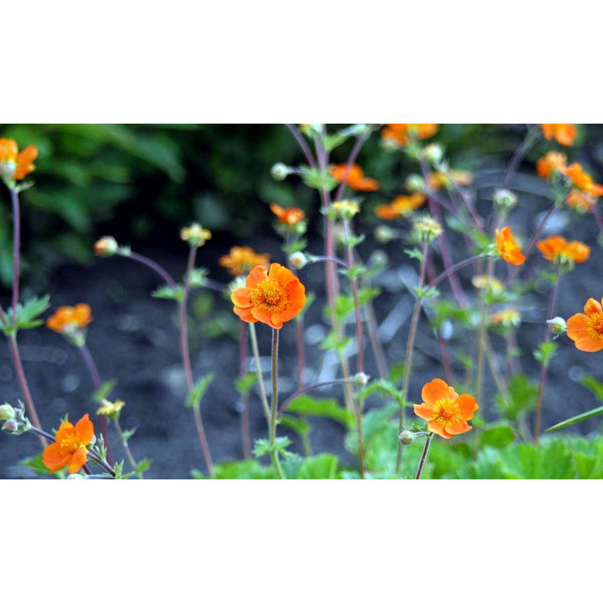 Nellikerod &apos;Borisii&apos;