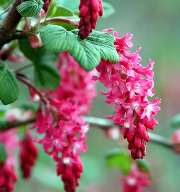 Blodribs &apos;King Edward VII&apos;