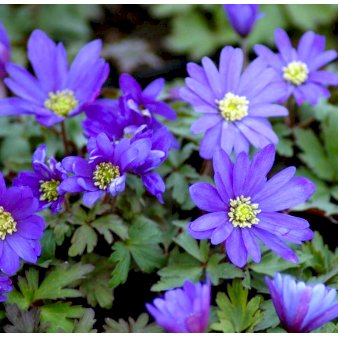 Balkan-Anemone 'Blue Shades'