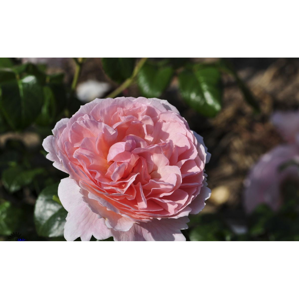 &apos;Strawberry Hill&apos;