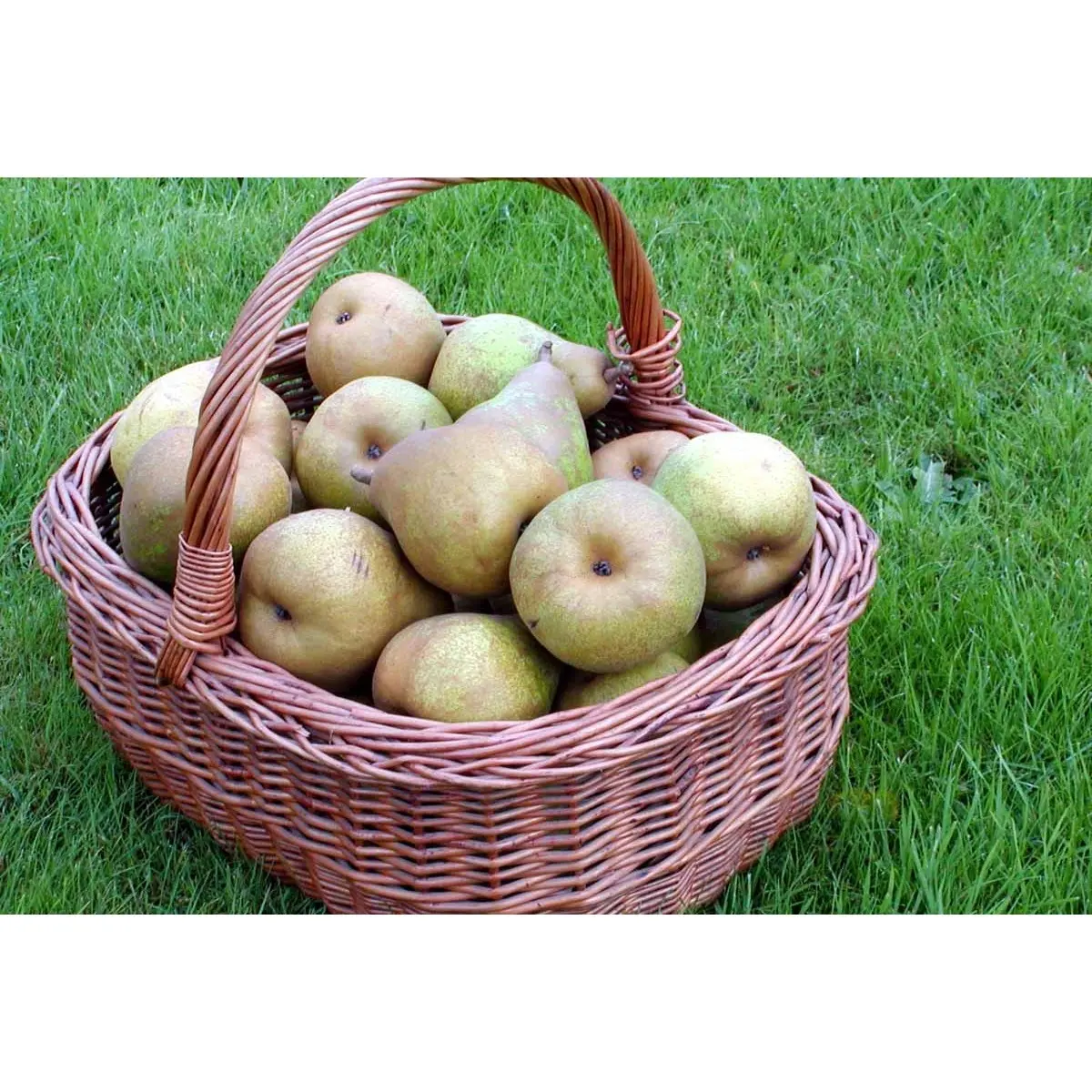 Pære 'Comice de Doyenne'