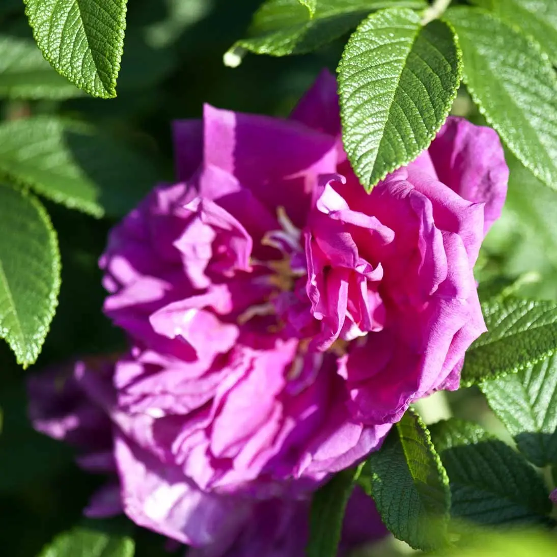 Rynket rose Roseraie de l&apos;Hay