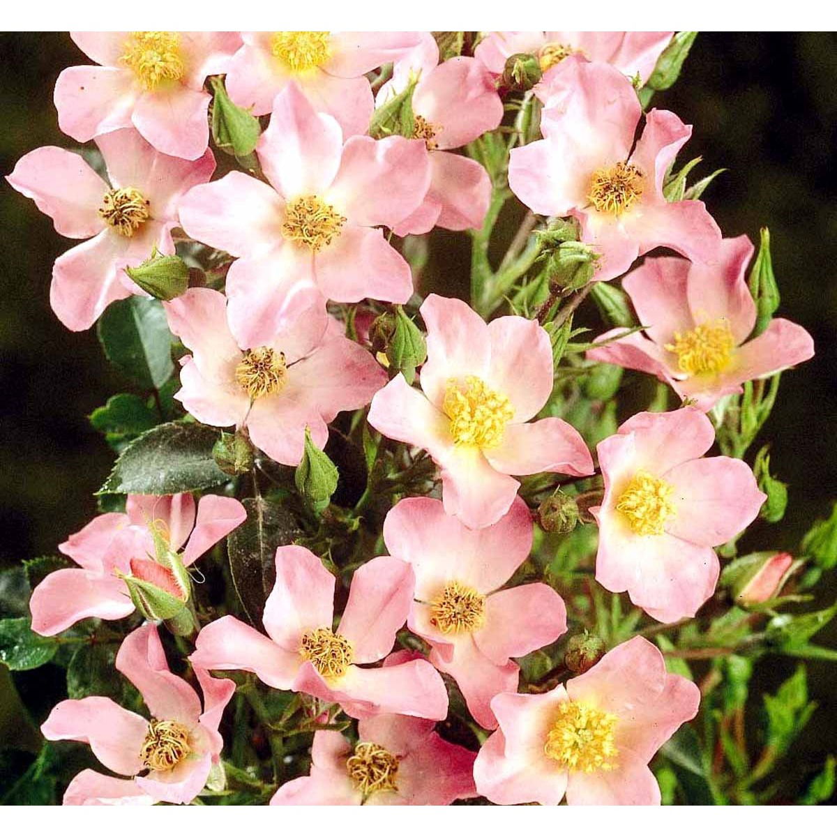 &apos;Pink Cover&apos;®