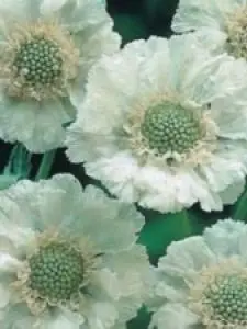 Scabiose 'Perfecta Alba' - Potte 1 liter