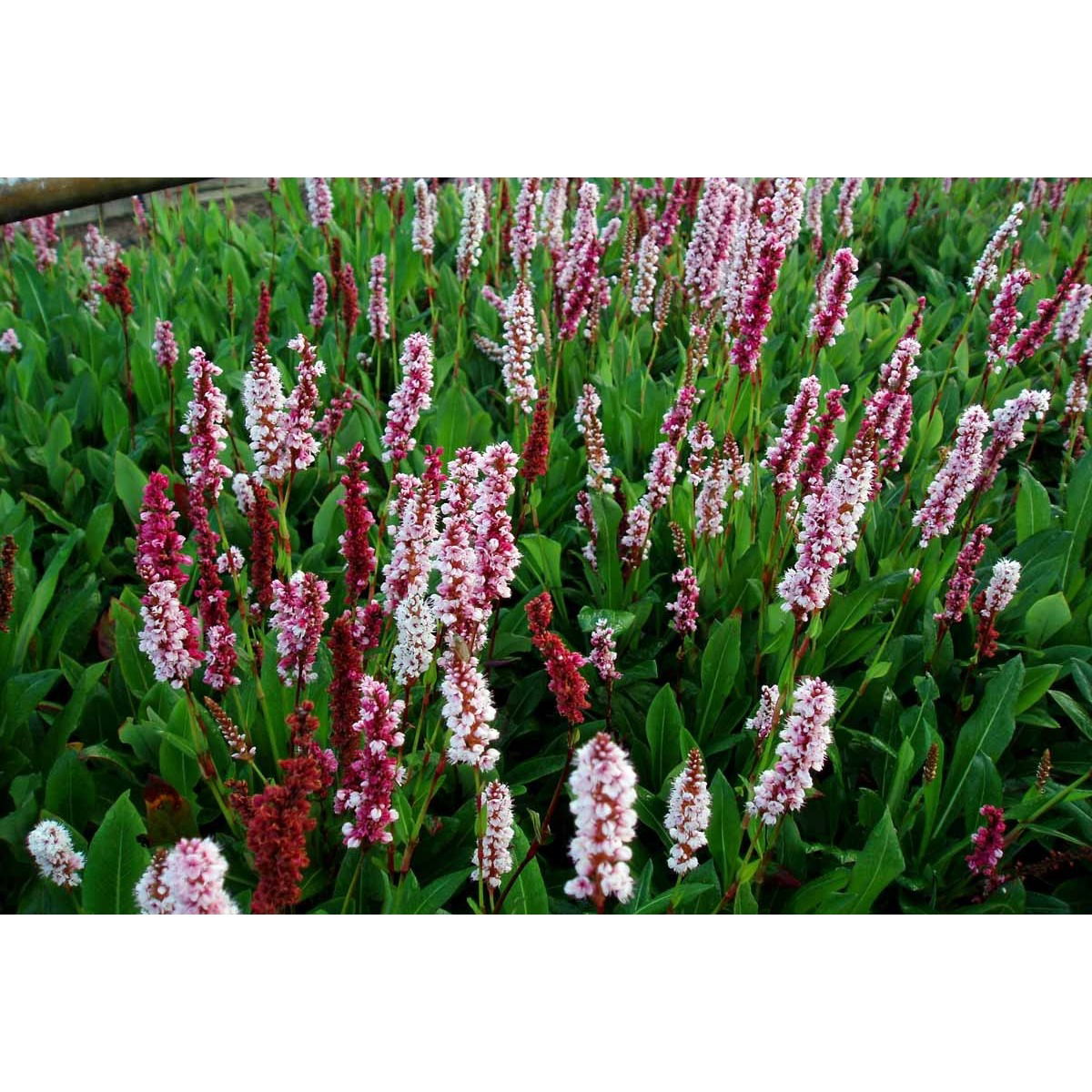 Tæppepileurt &apos;Darjeeling Red&apos;