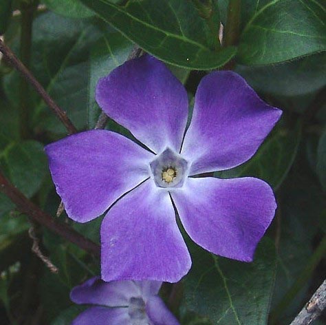 Vinca major, Vintergrøn, Højde: 30 - 40 cm. Farve: lyseblå - blå blomster, stedsegrøn Blomstringsmåned: maj - juli Lyskrav: sol - halvskygge Bunddække, taknemmelig, fx skyggebed under buske og træer, 5/m2
